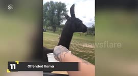 Llamas are the Best!