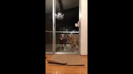Doug The Dog Loves The Taste Of Door
