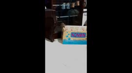 Cats vs. mouse: hilarious encounter reveals feline cowardice!