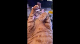 Confused Cat Can't Get Face Clean