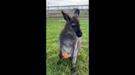 Pita The Wallaby Loving Some Sweet Potatoes