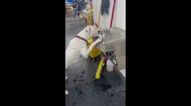Clever Boxer Drinks From Water Fountain