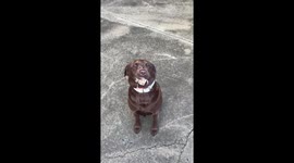 Chocolate Lab Gently Carries Turkey Chick