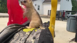 Siberian Husky Puppy Takes A Surprise Slide Ride