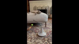 Kitten Too Tired To Play With New Toy