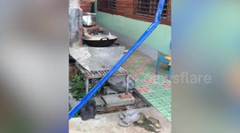 Pet moggie takes a nap on owner's wok