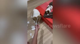 Guilty dog can't look owner in the eye after chewing through power plug