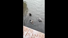 Lil Duckies Splash Underfluff