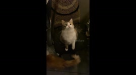 Purrfect Dramatic Betrayal