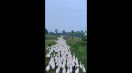 Man moves 5000 ducks to rice fields in an orderly manner