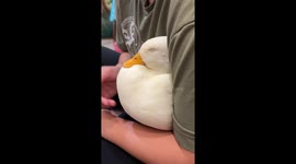 Gentle Belly Rub for Pet Duck Yibi