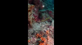 Peacock Mantis Shrimp Scuttles Eggs Away