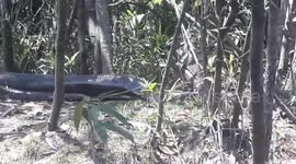 Anaconda in Amazon Rainforest