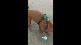 Dog Doesn't Notice Sea Lion