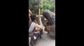 Star Wars' Chewbacca spots dog resembling mini Wookie