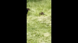 Puppy Plays With Raccoon Kits
