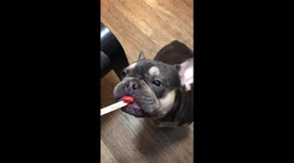Frenchie Gets Treat Snuck on Nose
