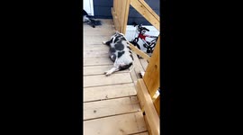 Sleeping Piggy Slides Off Stair