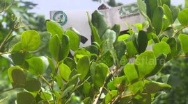 Ghana aims to reduce carbon emissions by 64 mln tonnes by 2030: president