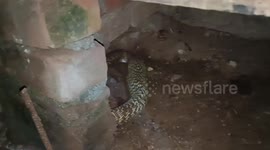 Huge cobra regurgitates chicken after being caught slithering around farmer's land