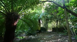 Green-fingered dad will be basking in the cool shade of his incredible back garden 'jungle'