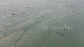 A herd of Grey Seals, probably from France swim along the shore near Beachy Head lighthouse, Eastbourne, East Sussex, UK.