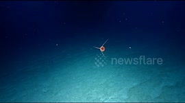 Scientists amazed after sighting extremely rare jellyfish only seen ONCE before