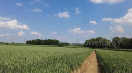 Green field England. Sunny day shows new crops very green an beautiful land scape.