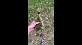 Baby Goose's First Time 'Flying'