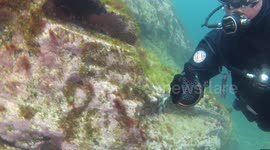 Diving today at Boscastle my Buddy and I bump into some `Blue Jelly fish ` they are very small and dangerous