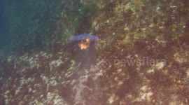 Diving today at Boscastle my Buddy and I bump into some `Blue Jelly fish ` they are very small and dangerous  , hard to see some times but we were in the Blow hole and the light was amazing