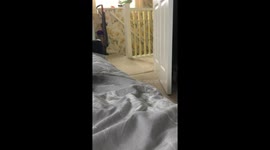 Golden Retriever Puppy Obsessed With Slippers