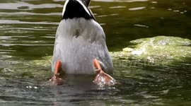 Heat wave in Paris: Funny scene showing ducks plunging simultaneously to refresh in a lake of the Trocadero (Eiffel Tower), Paris, France, having their back up outside water. 11 june 2023.  Close-up view.