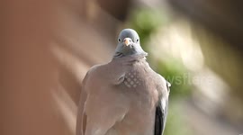 Close-up view of pigeon in Paris with the Eiffel Tower in background (North pillar). Paris, France, 11 june 2023.  (# Liminal urban animal)