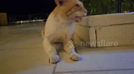 Caught on Camera: Dubai's Noisy Kitty Cat Makes Waves