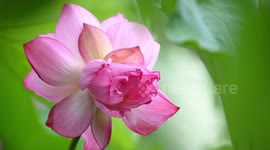 A Rare Twin Lotus Flower Bloom