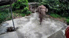 Wild elephant invades resident’s home in southwestern China