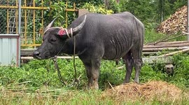 Escaped buffalo rampages through street injuring three people in northern Thailand