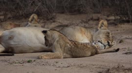 Lion cub proves he's not quite yet king of the jungle by getting scared of millipede