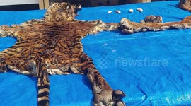 officers thwarted the smuggling of two Sumatran tiger skins in Pekanbaru, Indonesia