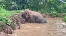 Wild elephant stuck in reservoir rescued by locals in Thailand
