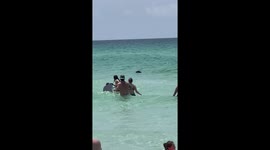 'We thought it was a dog,' says woman after spotting bear swimming along Florida beach