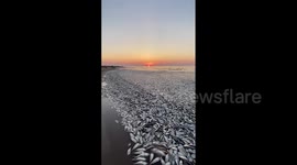 US: Thousands Of Dead Fish Wash Ashore On Freeport, TX Beaches