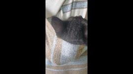 The cutest black baby cat loves to sleep and chill in the hoodie.