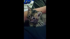 Cute little tabby Tigger's wink will get your girl cat's attention