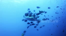 Encounter With A Young Whale Shark