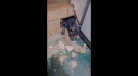 Pupper Makes Surprise Wall Renovation
