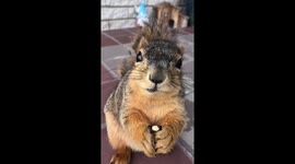 Feeding Almonds to Louie the Squirrel