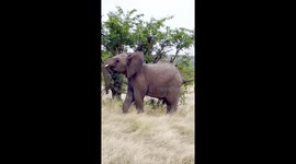 Elephant Throws A Tantrum