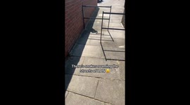 Snake slithers around London surprisingly